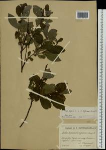 Salix starkeana × myrsinifolia, Eastern Europe, Moscow region (E4a) (Russia)