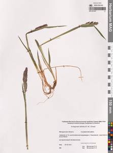 Arctagrostis latifolia (R.Br.) Griseb., Siberia, Chukotka & Kamchatka (S7) (Russia)