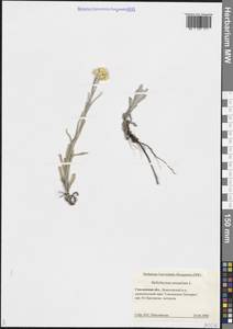 Helichrysum arenarium (L.) Moench, Eastern Europe, Western region (E3) (Russia)