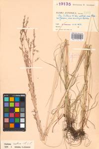 Festuca rubra L., Eastern Europe, Estonia (E2c) (Estonia)