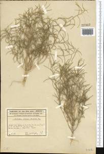 Neotorularia brevipes (Kar. & Kir.) Hedge & J.Léonard, Middle Asia, Syr-Darian deserts & Kyzylkum (M7) (Kazakhstan)