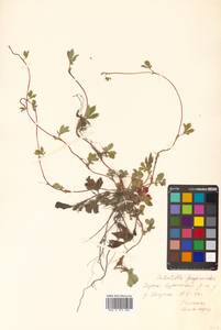 Potentilla fragarioides L., Siberia, Russian Far East (S6) (Russia)