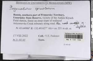 Pogonatum spinulosum Mitt., Bryophytes, Bryophytes - Russian Far East (excl. Chukotka & Kamchatka) (B20) (Russia)