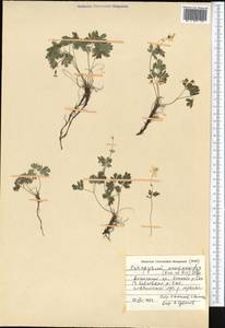 Isopyrum anemonoides Kar. & Kir., Middle Asia, Pamir & Pamiro-Alai (M2) (Kyrgyzstan)