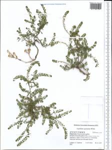 Lepidium apetalum Willd., Middle Asia, Northern & Central Tian Shan (M4) (Kyrgyzstan)