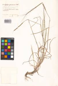 Aegilops cylindrica Host, Eastern Europe, Moscow region (E4a) (Russia)