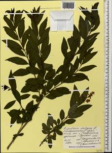 Ligustrum vulgare L., Caucasus, Stavropol Krai, Karachay-Cherkessia & Kabardino-Balkaria (K1b) (Russia)