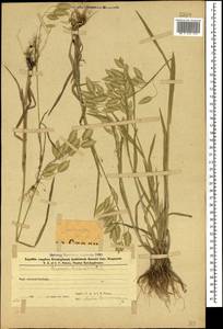 Bromus briziformis Fisch. & C.A.Mey., Caucasus, Azerbaijan (K6) (Azerbaijan)