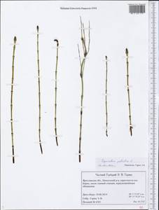 Equisetum palustre L., Eastern Europe, Central forest region (E5) (Russia)