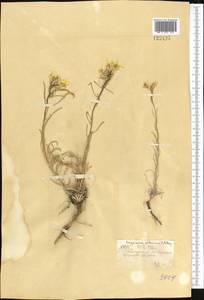 Erysimum flavum subsp. altaicum (C.A. Mey.) Polozhij, Middle Asia, Muyunkumy, Balkhash & Betpak-Dala (M9) (Kazakhstan)