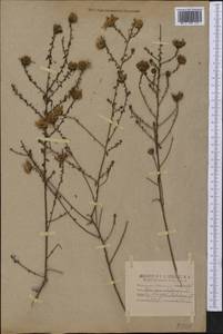 Symphyotrichum grandiflorum (L.) G. L. Nesom, America (AMER) (United States)