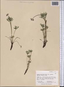 Anemone multifida Poir., America (AMER) (United States)