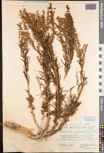 Artemisia salsoloides Willd., Eastern Europe, North Ukrainian region (E11) (Ukraine)