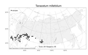 Tanacetum millefolium (L.) Tzvelev, Atlas of the Russian Flora (FLORUS) (Russia)