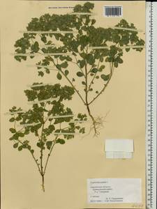 Euphorbia peplus L., Eastern Europe, Western region (E3) (Russia)