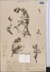Astragalus lipschitzii Pavlov, Middle Asia, Western Tian Shan & Karatau (M3) (Not classified)