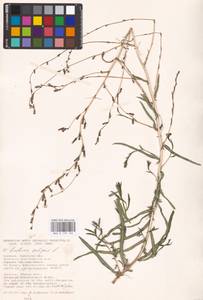 Lactuca saligna L., Eastern Europe, South Ukrainian region (E12) (Ukraine)