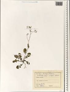 Youngia japonica (L.) DC., South Asia, South Asia (Asia outside ex-Soviet states and Mongolia) (ASIA) (India)