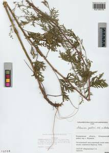 Artemisia gmelinii Weber ex Stechm., Siberia, Altai & Sayany Mountains (S2) (Russia)