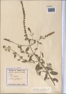 Mentha longifolia var. asiatica (Boriss.) Rech.f., Middle Asia, Syr-Darian deserts & Kyzylkum (M7) (Uzbekistan)