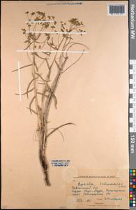 Euphorbia subcordata C.A.Mey. ex Ledeb., Middle Asia, Northern & Central Kazakhstan (M10) (Kazakhstan)