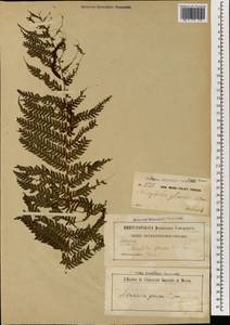 Cyathea contaminans (Wall. ex Hook.) Copel., South Asia, South Asia (Asia outside ex-Soviet states and Mongolia) (ASIA) (Indonesia)