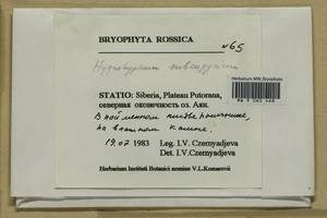 Pseudohygrohypnum subeugyrium (Renauld & Cardot) Ignatov & Ignatova, Bryophytes, Bryophytes - Krasnoyarsk Krai, Tyva & Khakassia (B17) (Russia)