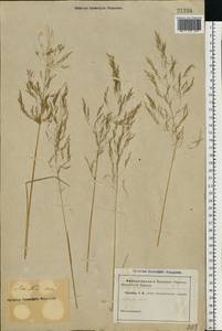 Apera spica-venti (L.) P.Beauv., Eastern Europe, North Ukrainian region (E11) (Ukraine)