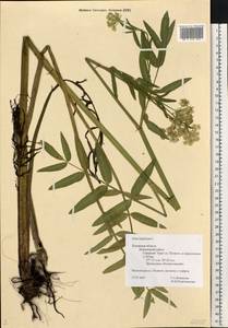 Sium latifolium L., Eastern Europe, North-Western region (E2) (Russia)