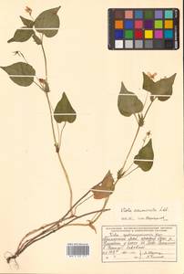 Viola acuminata Ledeb., Siberia, Russian Far East (S6) (Russia)