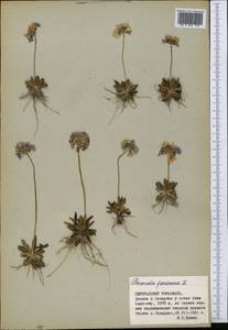 Primula algida Adams, Middle Asia, Northern & Central Tian Shan (M4) (Kyrgyzstan)