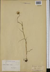 Tragopogon orientalis subsp. orientalis, Western Europe (EUR) (Not classified)