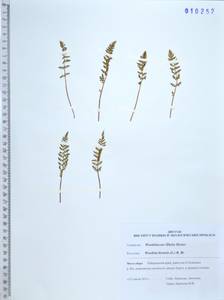 Woodsia ilvensis (L.) R.Br., Siberia, Russian Far East (S6) (Russia)