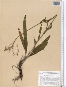 Solenanthus albiflorus Czukav. & Meling, Middle Asia, Pamir & Pamiro-Alai (M2) (Tajikistan)