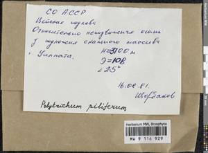 Polytrichum piliferum Hedw., Bryophytes, Bryophytes - North Caucasus & Ciscaucasia (B12) (Russia)