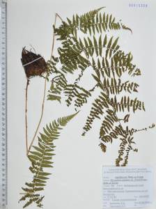 Dryopteris expansa (C.Presl) Fraser-Jenk. & Jermy, Siberia, Russian Far East (S6) (Russia)
