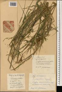 Eriochloa villosa (Thunb.) Kunth, South Asia, South Asia (Asia outside ex-Soviet states and Mongolia) (ASIA) (China)