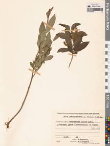 Salix pseudopentandra (Flod.) Flod., Siberia, Chukotka & Kamchatka (S7) (Russia)