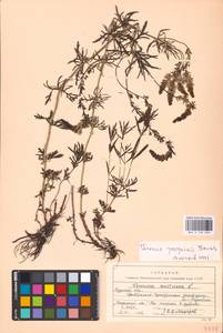 MHA 0 160 260, Veronica austriaca subsp. jacquinii (Baumg.) Watzl, Eastern Europe, Central forest-and-steppe region (E6) (Russia)