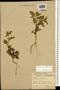Solanum alatum Moench, Crimea (KRYM) (Russia)