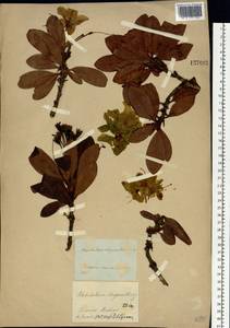 Rhododendron aureum Georgi, Siberia, Baikal & Transbaikal region (S4) (Russia)
