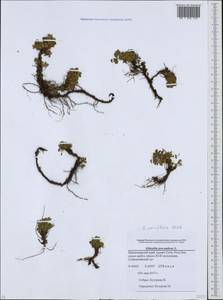 Sibbaldia parviflora Willd., Caucasus, Krasnodar Krai & Adygea (K1a) (Russia)