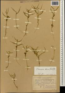 Chorispora iberica (M.Bieb.) DC., Caucasus, Dagestan (K2) (Russia)