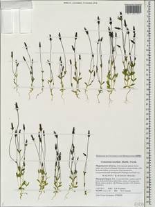 Comastoma tenellum, Eastern Europe, Northern region (E1) (Russia)