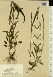 Veronica spicata L., Eastern Europe, Central region (E4) (Russia)