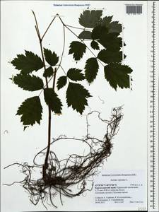 Actaea spicata L., Caucasus, Krasnodar Krai & Adygea (K1a) (Russia)