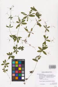 Galium triflorum Michx., Eastern Europe, Central region (E4) (Russia)
