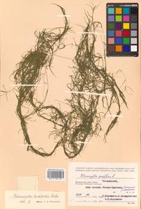 Potamogeton berchtoldii Fieber, Siberia, Russian Far East (S6) (Russia)