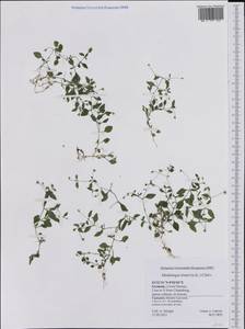 Moehringia trinervia, Western Europe (EUR) (Germany)