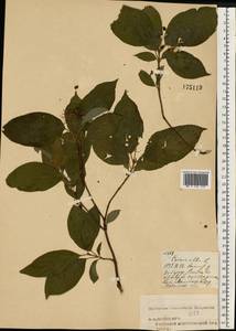 Cornus sericea L., Eastern Europe, Central forest region (E5) (Russia)